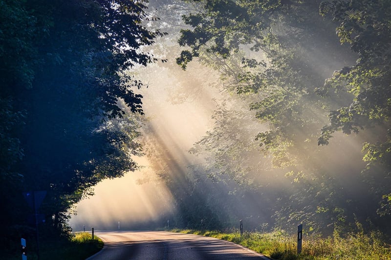 Enchanted Forest